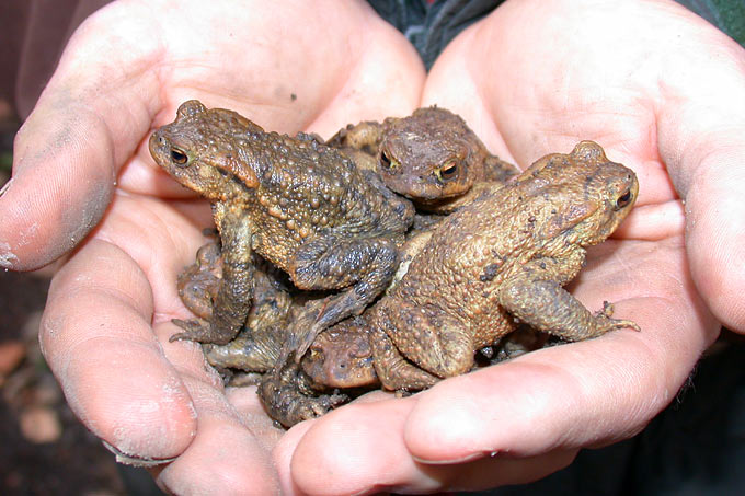 Erdkröten in Hand - Foto: Biologische Station Bonn/Rhein-Erft