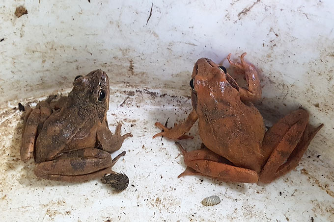 Springfrösche aus Bruchsal-Untergrombach, links ein Männchen, rechts ein Weibchen - Foto: Regine Carl