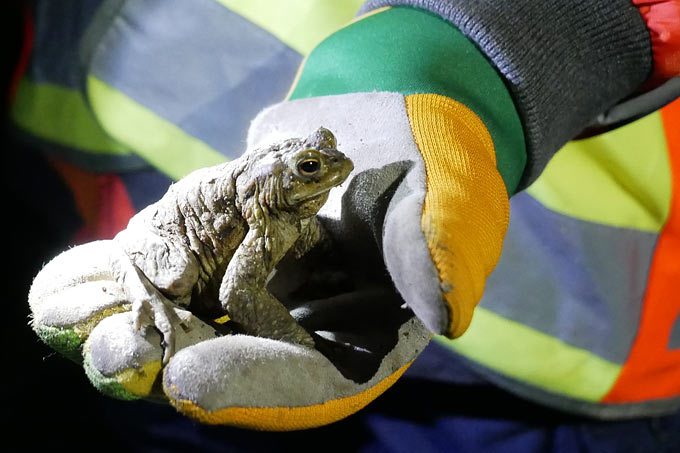 Erdkröte in Hand - Foto: Rainer Pietsch