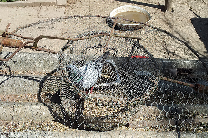 Habichtfangkorb mit Lebendköder - Foto: Komitee gegen den Vogelmord