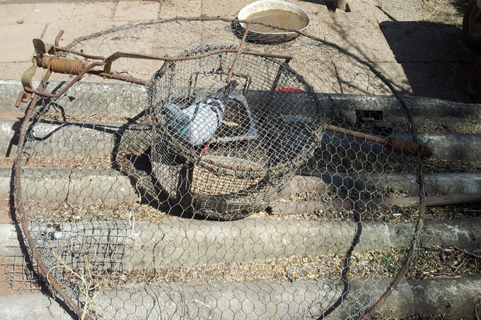 Habichtfangkorb mit lebender Ködertaube - Foto: Komitee gegen den Vogelmord