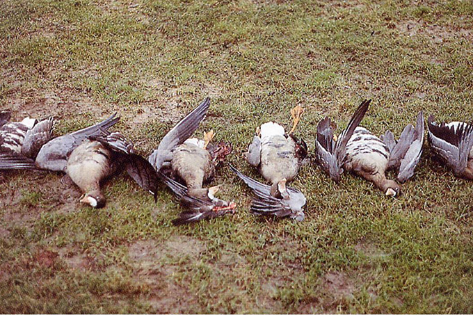 Schlechte Sicht, fehlende Wendigkeit der Vögel und Lage der Leitung führen zu tödlichen Kollisionen. - Foto: Haack/VSWFFM 