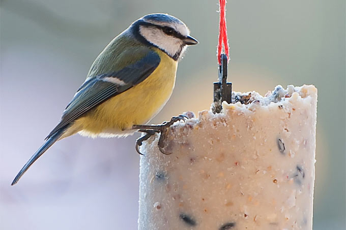 Vom 6. bis 8. Januar ruft der NABU zur „Stunde der Wintervögel“ auf. Die Aktion wird zeigen, ob tatsächlich weniger Vögel als sonst in die Gärten kommen, welche Arten betroffen sind und ob es regionale Unterschiede gibt.- Foto: NABU/Bernd Stahlschmidt