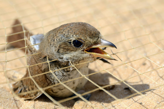 Illegaler Fang von Zugvögeln in Ägypten - Foto: Holger Schulz