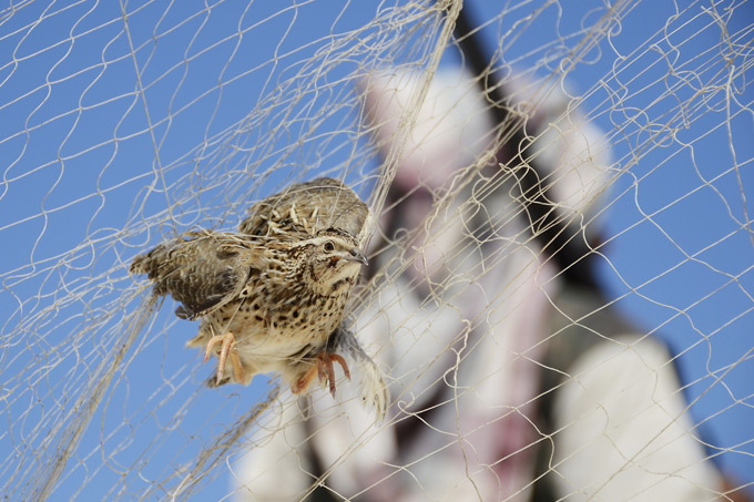 Illegaler Fang von Zugvögeln in Ägypten - Foto: Holger Schulz