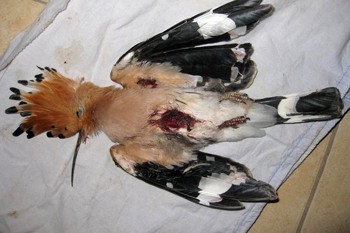 Abgeschossener Wiedehopf auf Malta - Foto: Birdlife Malta