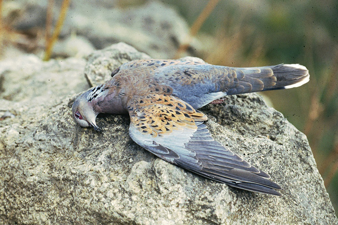 Geschossene Turteltaube auf Malta - Foto: Birdlife Malta