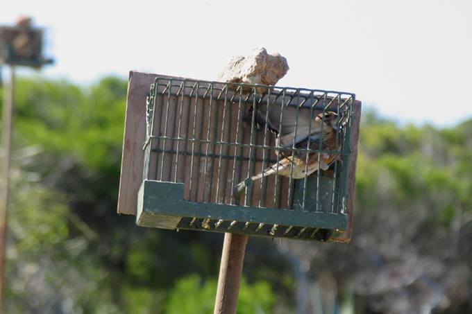 Hänfling als Lockvogel bei der Finkenjagd auf Malta - Foto: BirdLife Malta