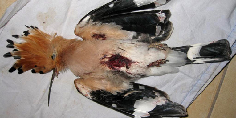 Abgeschossener Wiedehopf auf Malta - Foto: Birdlife Malta