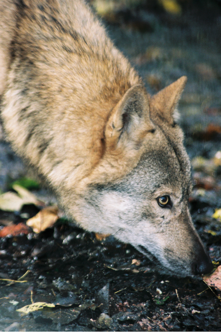 Wolf - Foto: Sergej Trepet