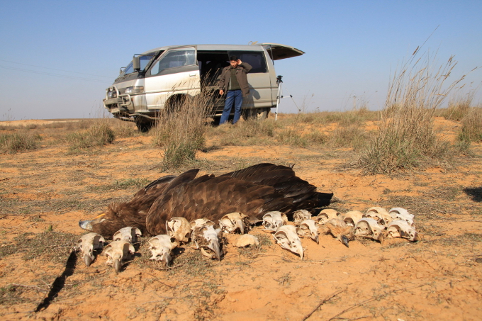 DIe Überreste von durch ungesicherte Stromleitungen getöteten Vögeln