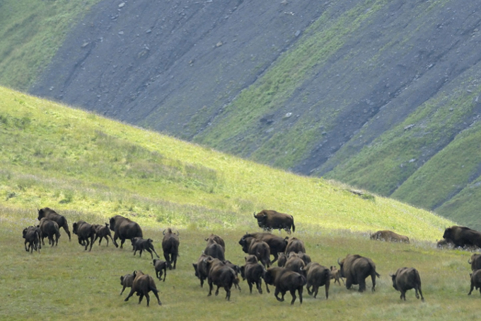Eine Wisent-Herde am Berg Tschatsch
