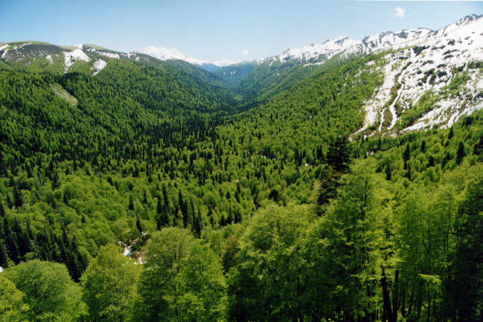 Mit Wald bedeckte Hügel im Kaukasus