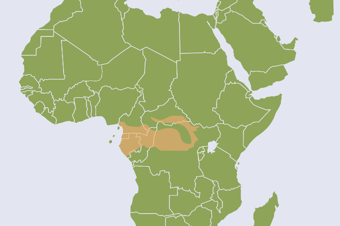 Verbreitung des Waldelefanten - Karte: NABU International