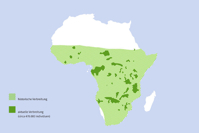 Verbreitung des Afrikanisches Elefanten (Quelle: Ripple et al. Sci. Adv. 2015) – Grafik: NABU