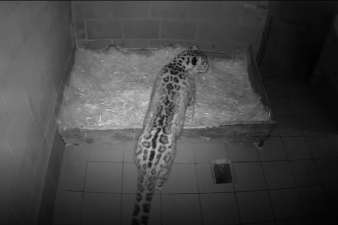 Schneeleopardin Luisa ist zum zweiten Mal schwanger - NABU Webcam