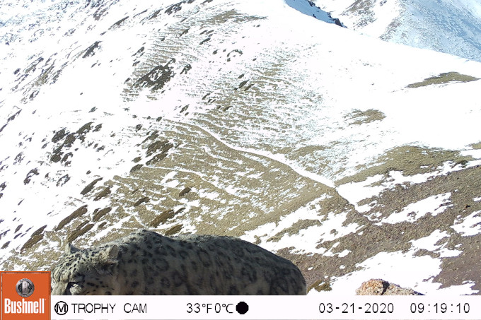 Schneeleopard in die Kamerafalle getappt - Foto: NABU Kirgistan