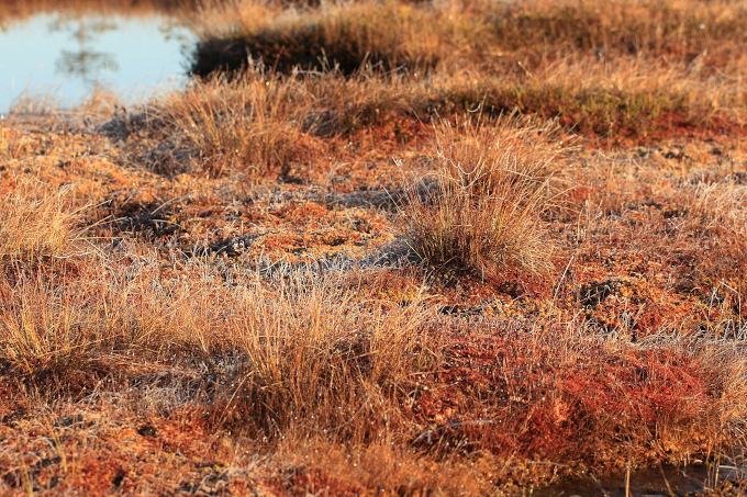 Trockenes Moor in Lettland: Nie war es dringender, geschädigte Ökosysteme wiederzubeleben. - Foto: Mara Pakalne