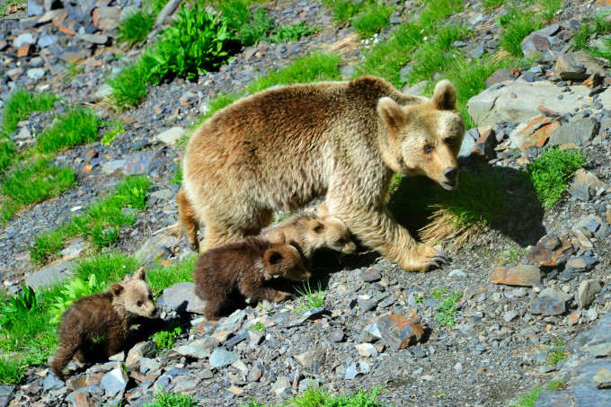 Braunbären finden in den dünn besiedelten Berglandschaften Armeniens noch ausreichend geeigneten Lebensraum. Für ein konfliktarmes Miteinander von Mensch und Tier unterstützt der NABU Landwirte beim Schutz ihrer Nutztiere und Plantagen. - Foto: Sergej Trepet