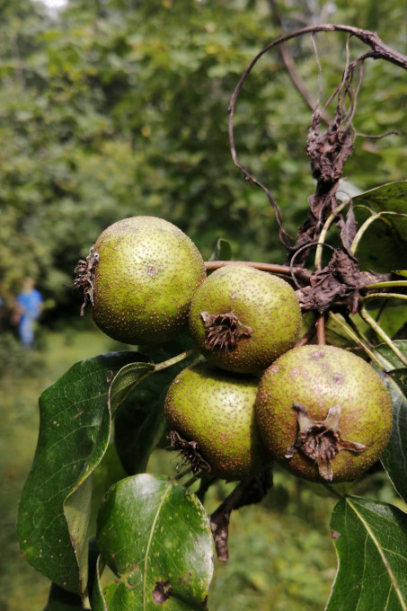 Naturschutz, der schmeckt: Reiche Ernte. - Foto: NABU-Kavkaz