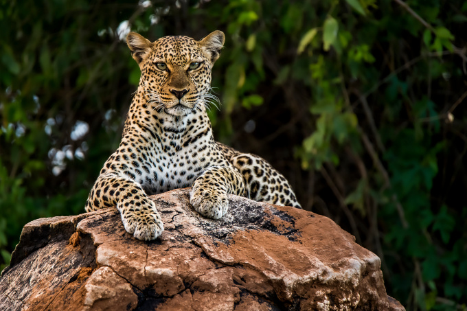 Leopard - Foto: Tomas Hulik/adobe.stock.com