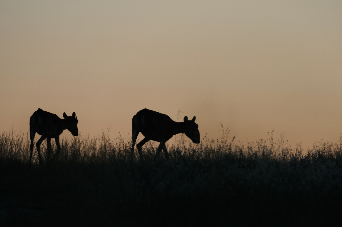 Saiga antelopes at dusk