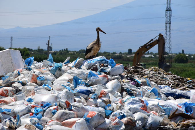 Storch rastet auf einer Mülldeponie - Foto: Lusine Aghajanyan