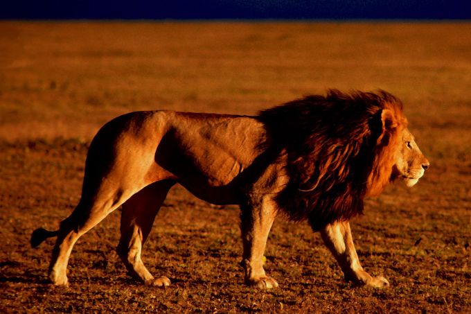 Laufendes Löwenmännchen im roten Licht