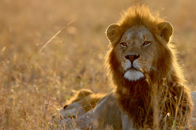 Portrait eines männlichen Löwen - Foto: Universumfilm