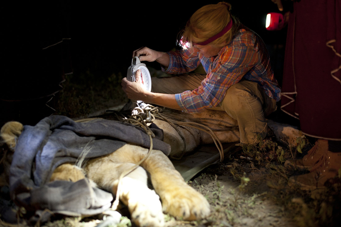 Die Besenderung eines Löwen  - Foto: Ingela Jansson