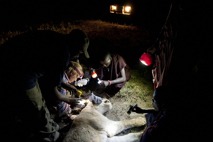In tiefster Nacht wird der Löwe „Orbili Nabo“ vom Team besendert.t - Foto: Ingela Jansson
