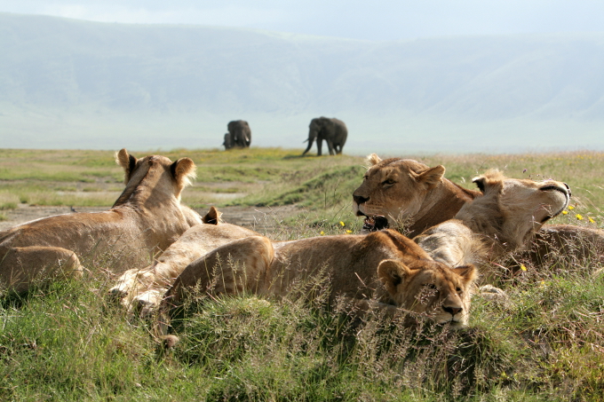 Ruhendes Löwenrudel im Ngorongoro-Krater