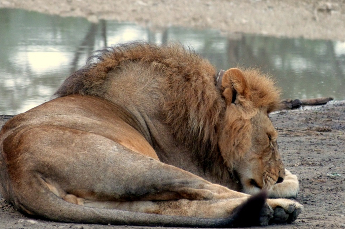Young Tom ruht sich an einer Wasserstelle aus. Der Satellitensender ist auf diesem Bild sichtbar, er stört den Löwen aber nicht. - Foto: Ingela Jansson