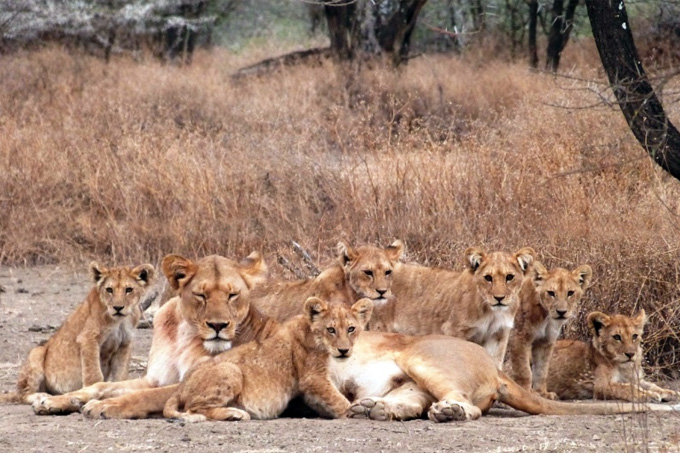 Löwenweibchen mit ihren Jungen