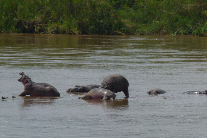 Flusspferde im Rusizi-Nationalpark in Burundi