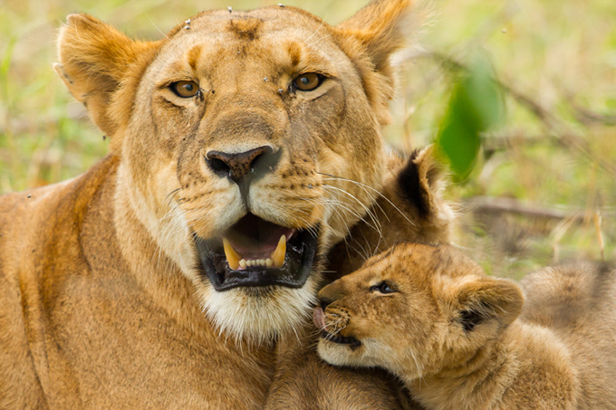 Löwenmutter mit ihrem Jungen beim Schmusen