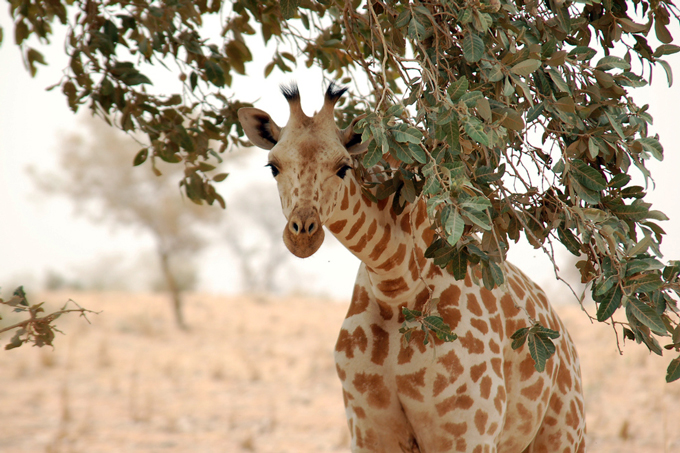 Eine Westafrikanische Giraffe lugt unter einer Akazie hervor. 