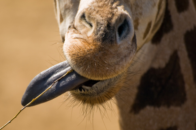 Ausgestreckte Zunge einer Giraffe