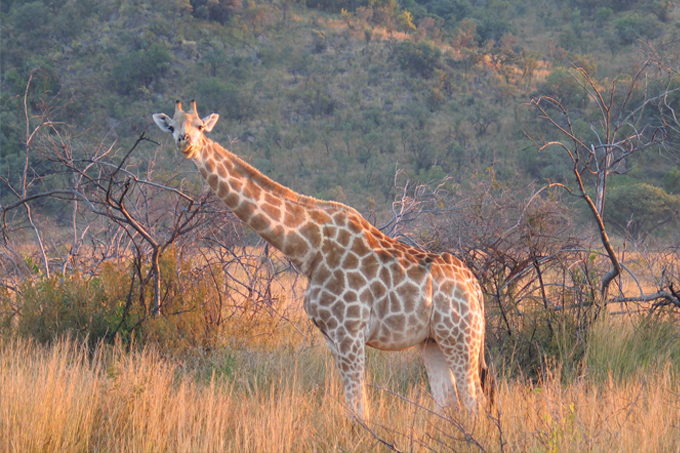 Eine Nubische Giraffe streckt ihren Hals und schaut in Richtung Kamera