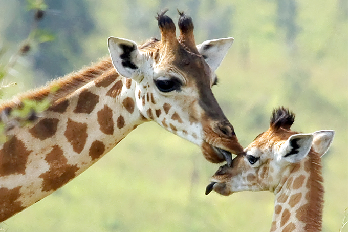 Rothschild-Giraffe mit ihrem Jungen - Foto: flickr.com/David Cook