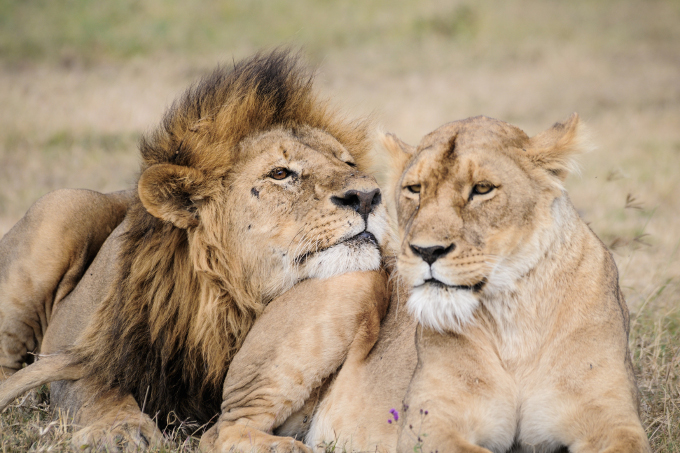 Löwen in Ngorongoro. Foto: Ingela Jansson