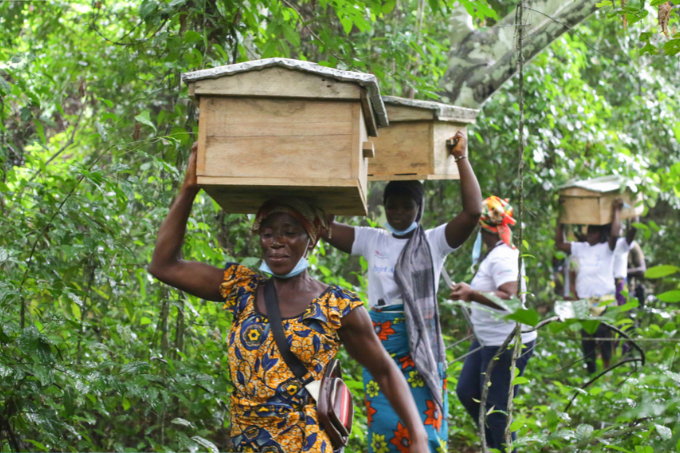 Im Azagny-Nationalpark ist die Bienenzucht eine alternative Einkommensquelle für lokale Gemeinschaften. Neben der Bienenzucht werden in den Wäldern auch Ölpalmen, Kautschuk, Kokosnüsse und Kaffee angebaut - Foto: SOS-Forêts