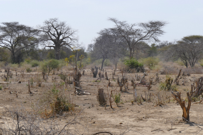 Nicht nachhaltige Landwirtschaft und übermäßige Brennholzentnahme schädigen langfristig Ökosysteme in Tansania - Foto: NABU / Samuel Fournet