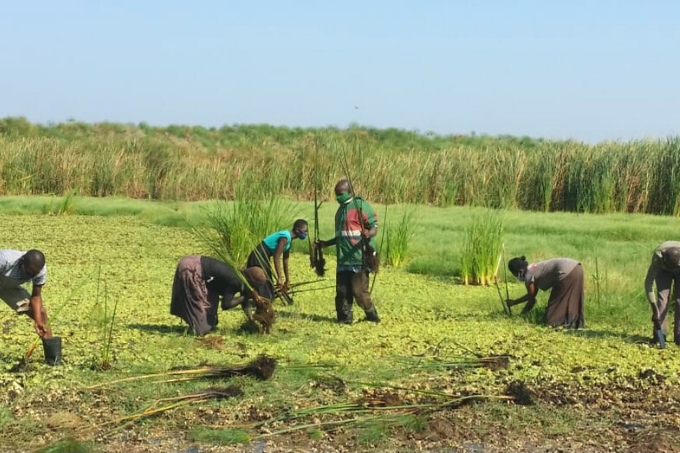 Das Yala Delta versorgt 250.000 Bäuerinnen und Bauern mit lebenswichtigen Ressourcen wie Fisch, Papyrus und Holz - Foto: Nature Kenya