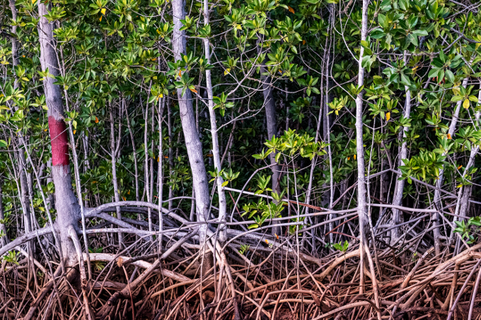 Küstenökosysteme, wie Mangrovenwälder, leisten wertvolle Ökosystemleistungen für die Gemeinden in der Region.  - Foto: haddadToni