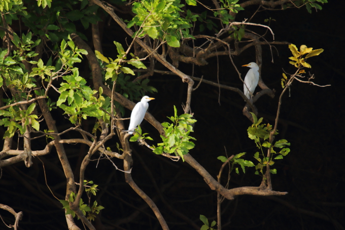 Kuhreiher waren eine von 23 Wasservogelarten, die am Comoéfluss erfasst werden konnten - Foto: Volker Salweski