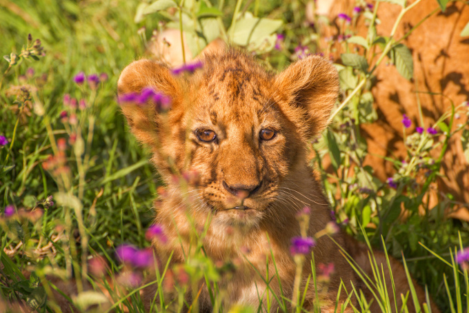 Löwenbaby - Foto: Adobe Stock/ Marc
