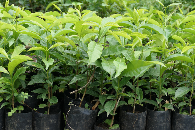 Junge Kaffeepflanzen in Yayu - Foto: NABU 