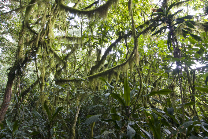 Der Regenwald in Koma - Foto: Bruno D\'Amicis