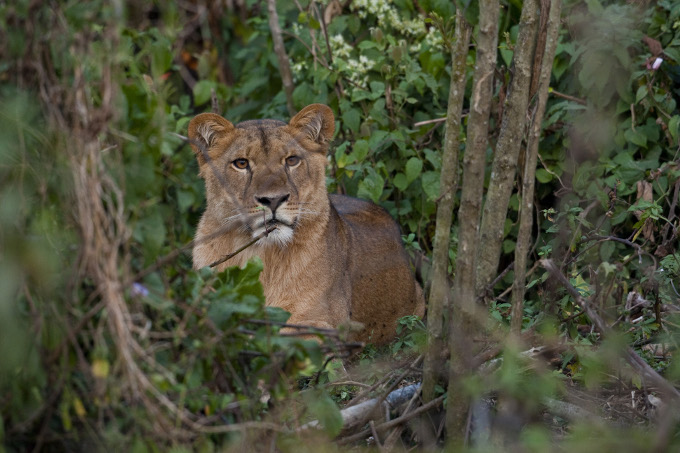 Die Fotos beweisen: Löwen fühlen sich auch im Regenwald wohl! - Foto: Bruno D'Amicis